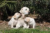 LABRADOR 1040